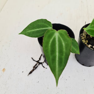 BABY ANTHURIUM PACKAGE - 4 x SEEDLINGS