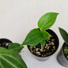Load image into Gallery viewer, BABY ANTHURIUM PACKAGE - 4 x SEEDLINGS