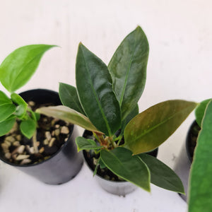 BABY ANTHURIUM PACKAGE - 4 x SEEDLINGS