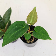 Load image into Gallery viewer, BABY ANTHURIUM PACKAGE - 4 x SEEDLINGS