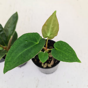 BABY ANTHURIUM PACKAGE - 4 x SEEDLINGS