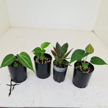 Load image into Gallery viewer, BABY ANTHURIUM PACKAGE - 4 x SEEDLINGS