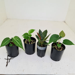 BABY ANTHURIUM PACKAGE - 4 x SEEDLINGS