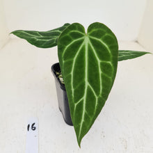 Load image into Gallery viewer, #16 Narrow Anthurium Crystallinum Hybrid