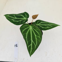 Load image into Gallery viewer, #16 Narrow Anthurium Crystallinum Hybrid