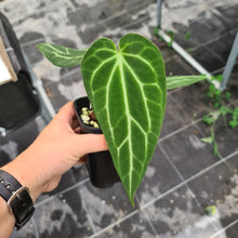 Load image into Gallery viewer, #16 Narrow Anthurium Crystallinum Hybrid