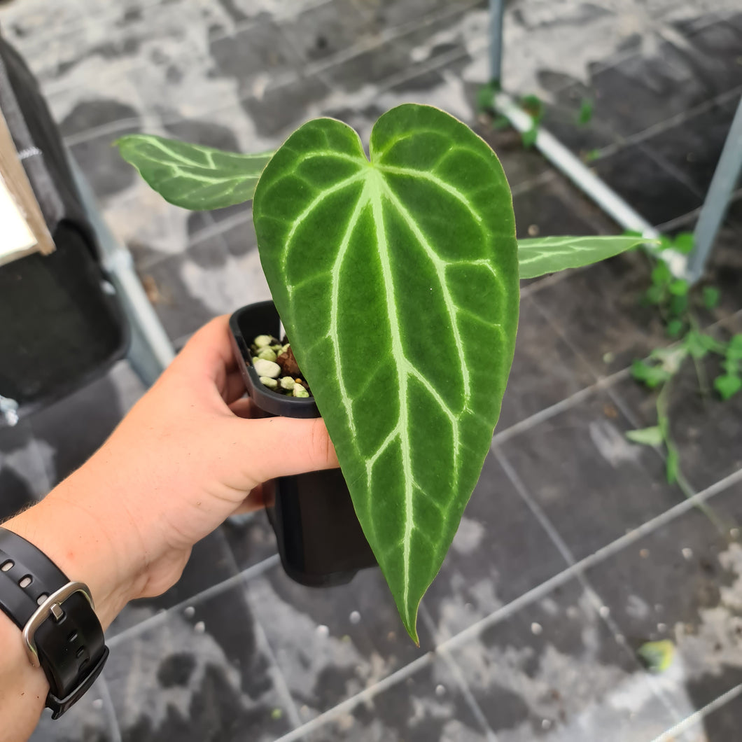 #16 Narrow Anthurium Crystallinum Hybrid