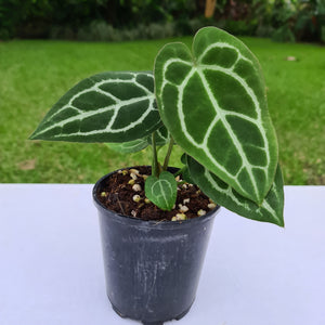 #48 Anthurium Crystallinum Hybrid