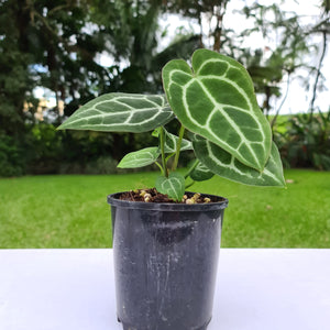 #48 Anthurium Crystallinum Hybrid