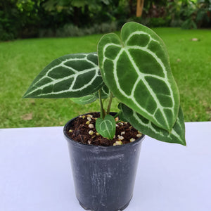 #48 Anthurium Crystallinum Hybrid