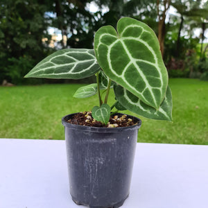 #48 Anthurium Crystallinum Hybrid