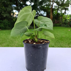 #48 Anthurium Crystallinum Hybrid