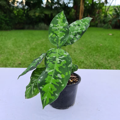 #51 Aglaonema Pictum Tricolor - Flowering maturity