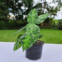 Load image into Gallery viewer, #51 Aglaonema Pictum Tricolor - Flowering maturity