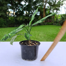 Load image into Gallery viewer, #51 Aglaonema Pictum Tricolor - Flowering maturity