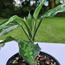Load image into Gallery viewer, #51 Aglaonema Pictum Tricolor - Flowering maturity