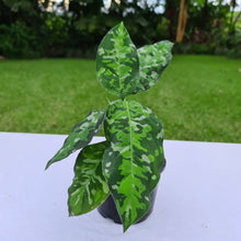 Load image into Gallery viewer, #51 Aglaonema Pictum Tricolor - Flowering maturity