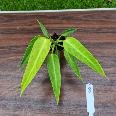 #8 Philodendron Lemon Twist