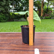 Load image into Gallery viewer, #7 Philodendron Plowmanii x Tenue - Rooted/Shot cutting