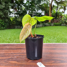 Load image into Gallery viewer, #7 Philodendron Plowmanii x Tenue - Rooted/Shot cutting