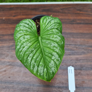 #11 Philodendron Silver Cloud - Well rooted/established cutting