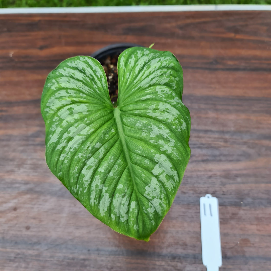 #11 Philodendron Silver Cloud - Well rooted/established cutting