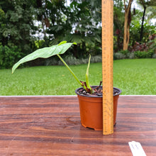 Load image into Gallery viewer, #11 Philodendron Silver Cloud - Well rooted/established cutting