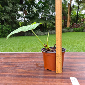 #11 Philodendron Silver Cloud - Well rooted/established cutting