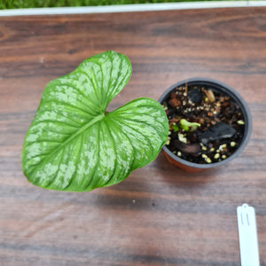 #11 Philodendron Silver Cloud - Well rooted/established cutting