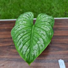 Load image into Gallery viewer, #11 Philodendron Silver Cloud - Well rooted/established cutting
