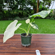 Load image into Gallery viewer, #14 Variegated Alocasia Macrorrhiza