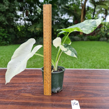 Load image into Gallery viewer, #14 Variegated Alocasia Macrorrhiza