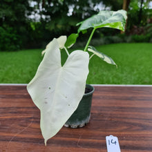 Load image into Gallery viewer, #14 Variegated Alocasia Macrorrhiza