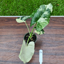 Load image into Gallery viewer, #14 Variegated Alocasia Macrorrhiza