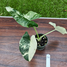 Load image into Gallery viewer, #14 Variegated Alocasia Macrorrhiza