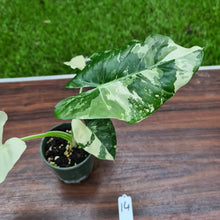 Load image into Gallery viewer, #14 Variegated Alocasia Macrorrhiza