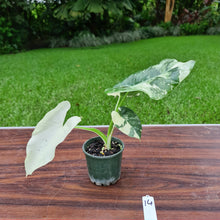 Load image into Gallery viewer, #14 Variegated Alocasia Macrorrhiza