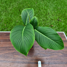 Load image into Gallery viewer, #15 Philodendron Geniculatum