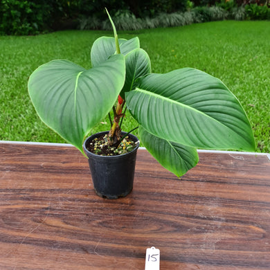 #15 Philodendron Geniculatum