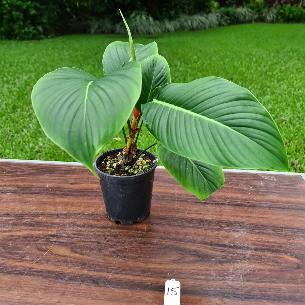 #15 Philodendron Geniculatum