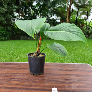 #15 Philodendron Geniculatum