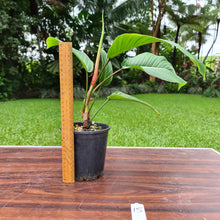 Load image into Gallery viewer, #15 Philodendron Geniculatum