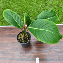 Load image into Gallery viewer, #15 Philodendron Geniculatum