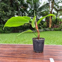 Load image into Gallery viewer, #15 Philodendron Geniculatum