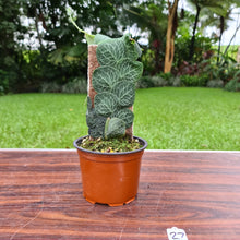 Load image into Gallery viewer, #27 Rhaphidophora Cryptantha