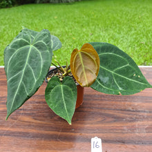 Load image into Gallery viewer, #16 Anthurium &#39;Dark Night&#39;