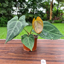 Load image into Gallery viewer, #16 Anthurium &#39;Dark Night&#39;