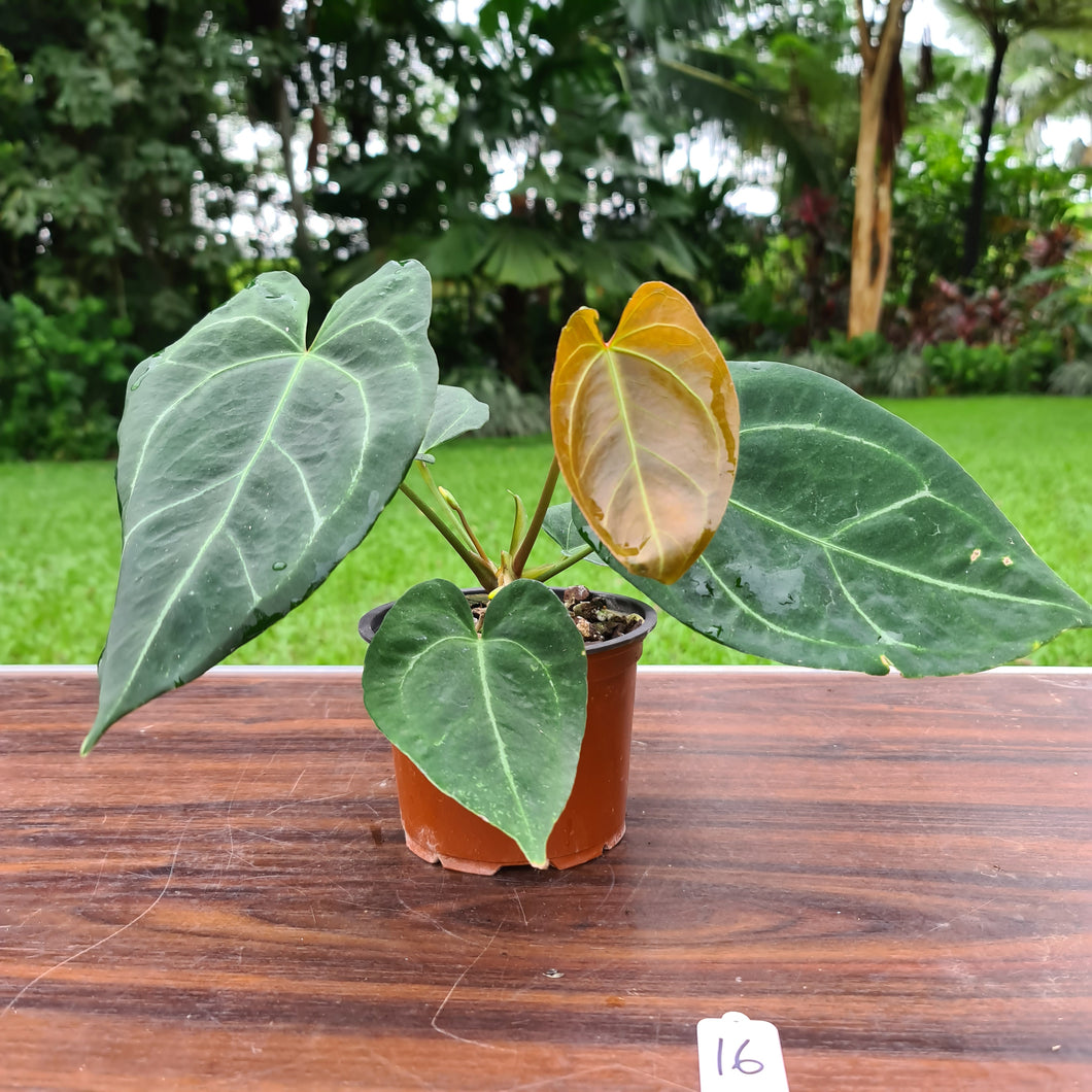 #16 Anthurium 'Dark Night'