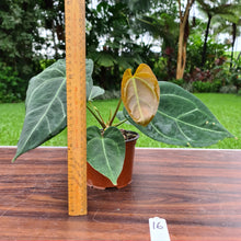 Load image into Gallery viewer, #16 Anthurium &#39;Dark Night&#39;
