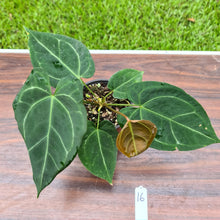 Load image into Gallery viewer, #16 Anthurium &#39;Dark Night&#39;